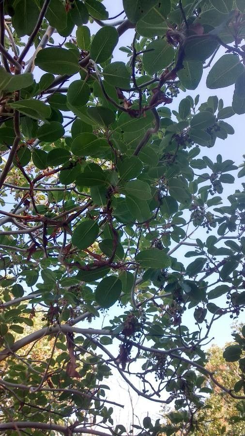 Arbutus xalapensis leaf