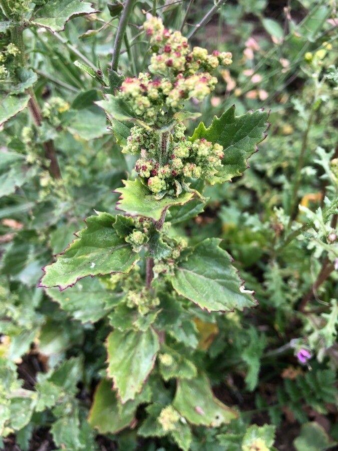Chenopodiastrum murale flower