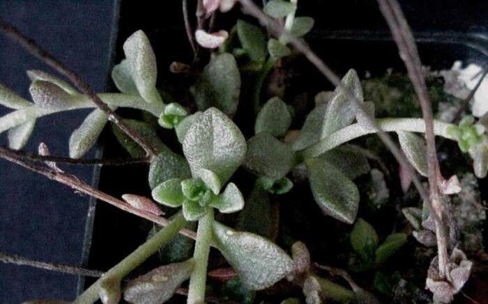 Sedum caducum — houseplant care guide