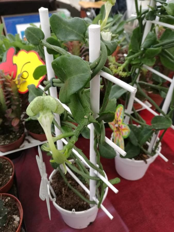 Ceropegia sandersonii habit