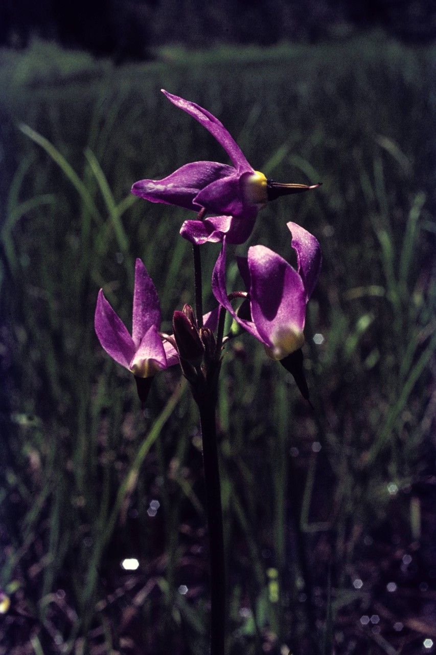 Primula subalpina — houseplant care guide