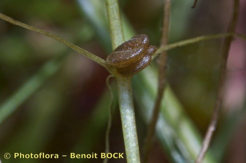 Callitriche hamulata fruit