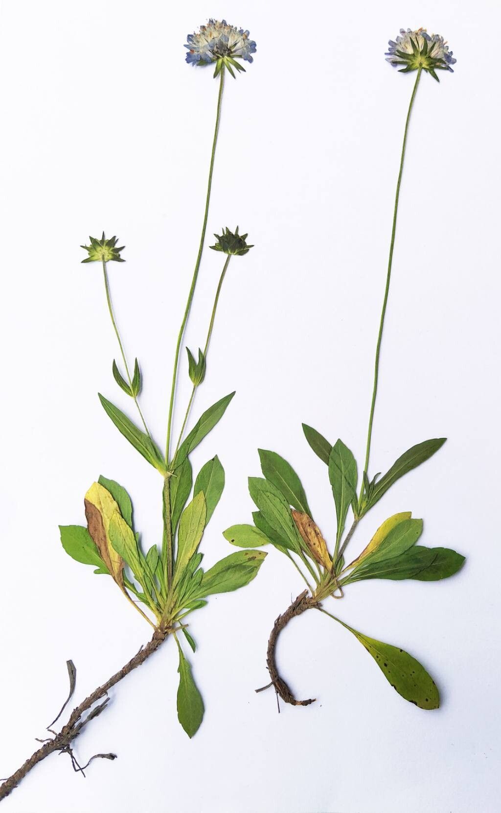 Knautia rupicola flower