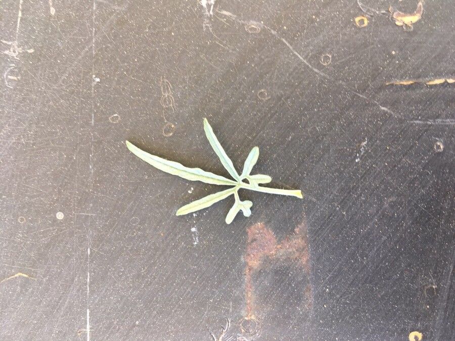 Convolvulus elegantissimus leaf