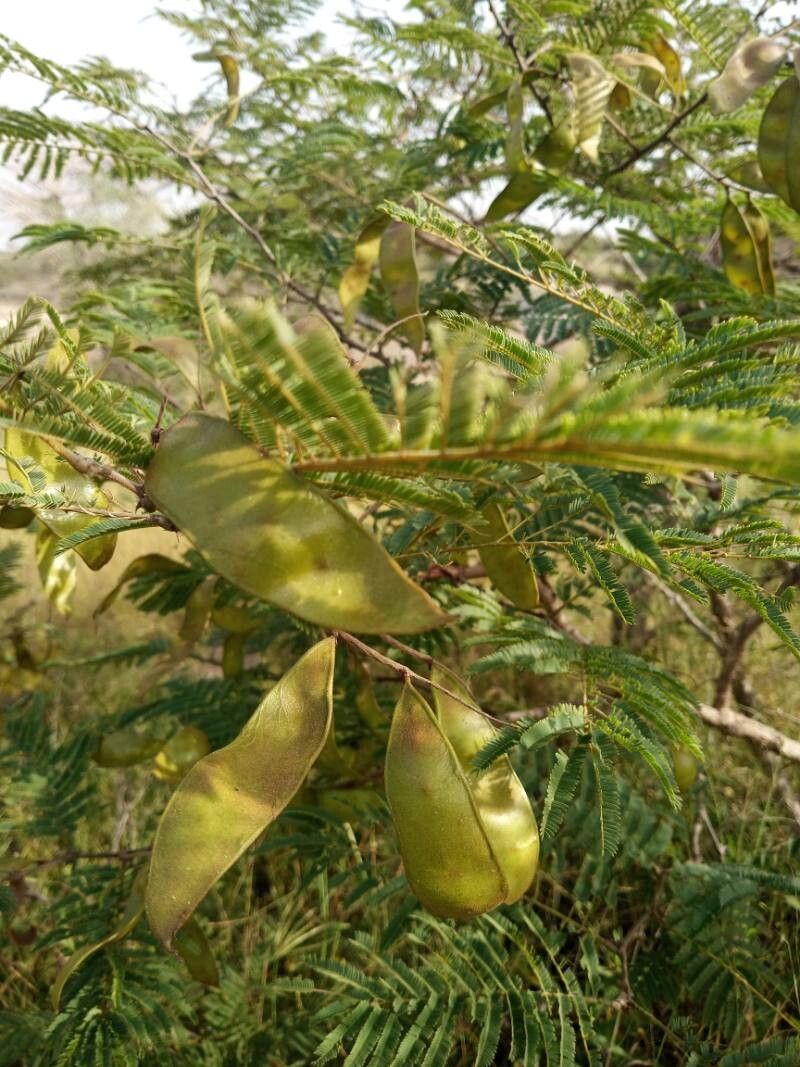 Senegalia macrostachya fruit