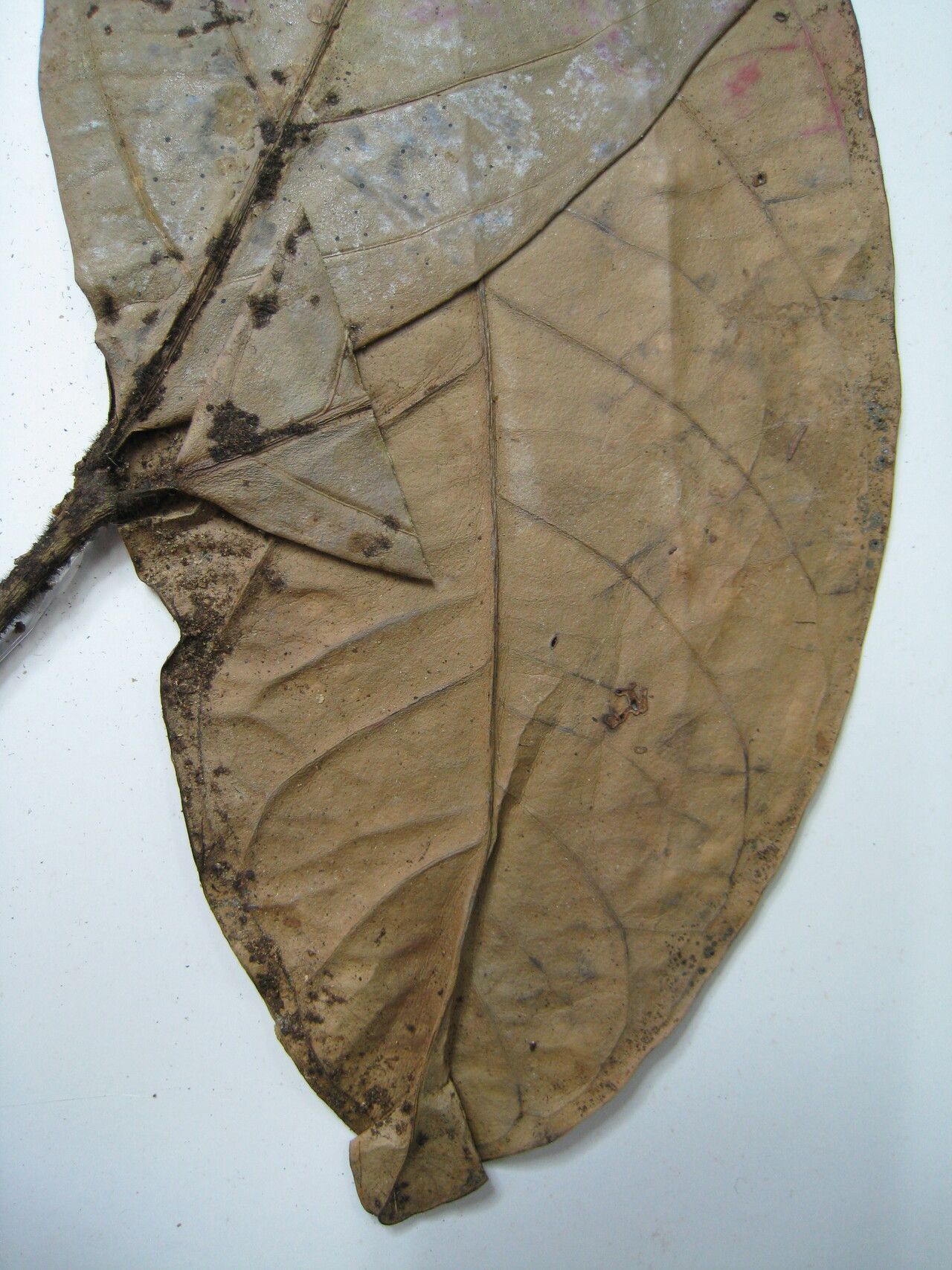 Salacia maburensis other