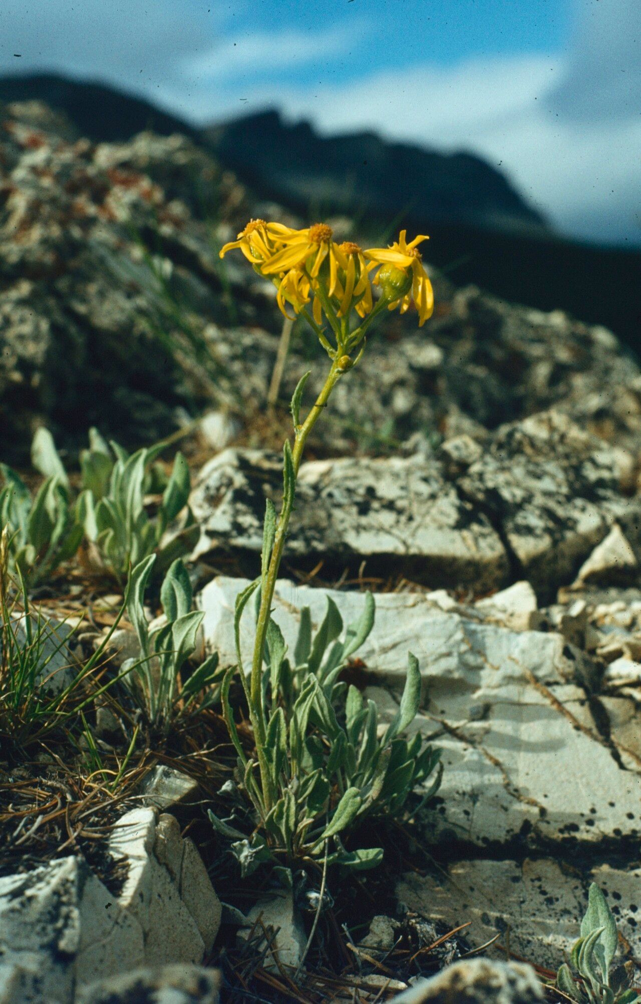 Packera cana — related species from the same genus