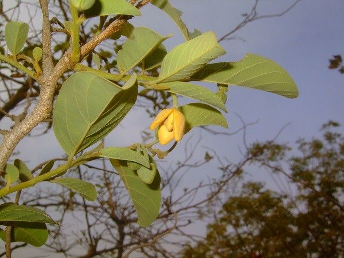 Annona senegalensis flower