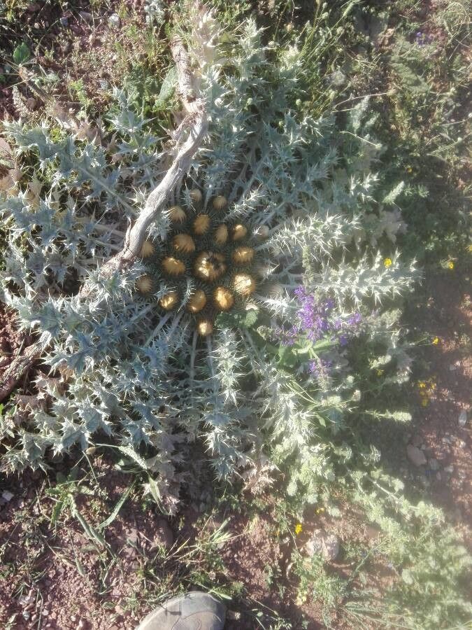 Carduus carlinoides fruit