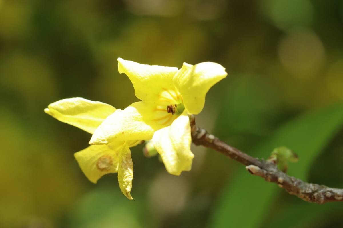 Forsythia togashii — search result for 'Forsythia'
