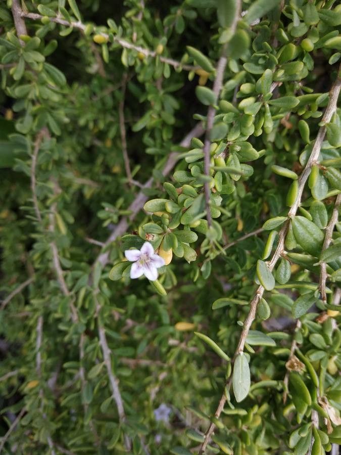 Lycium mascarenense flower