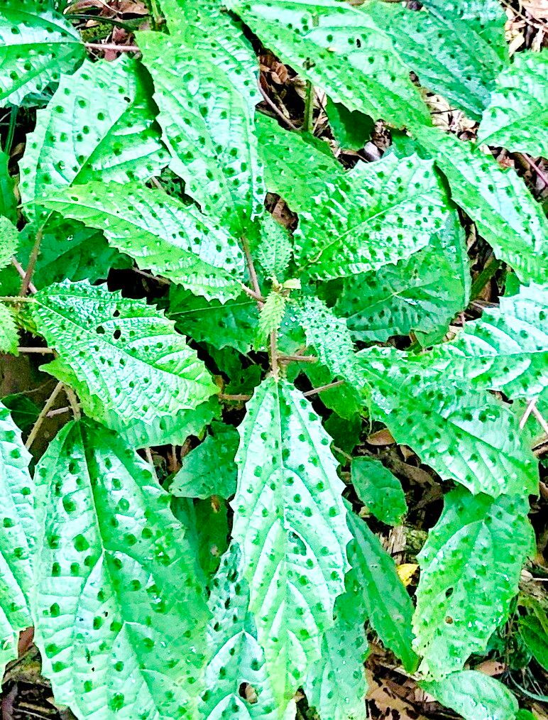 Urera nitida — houseplant care guide