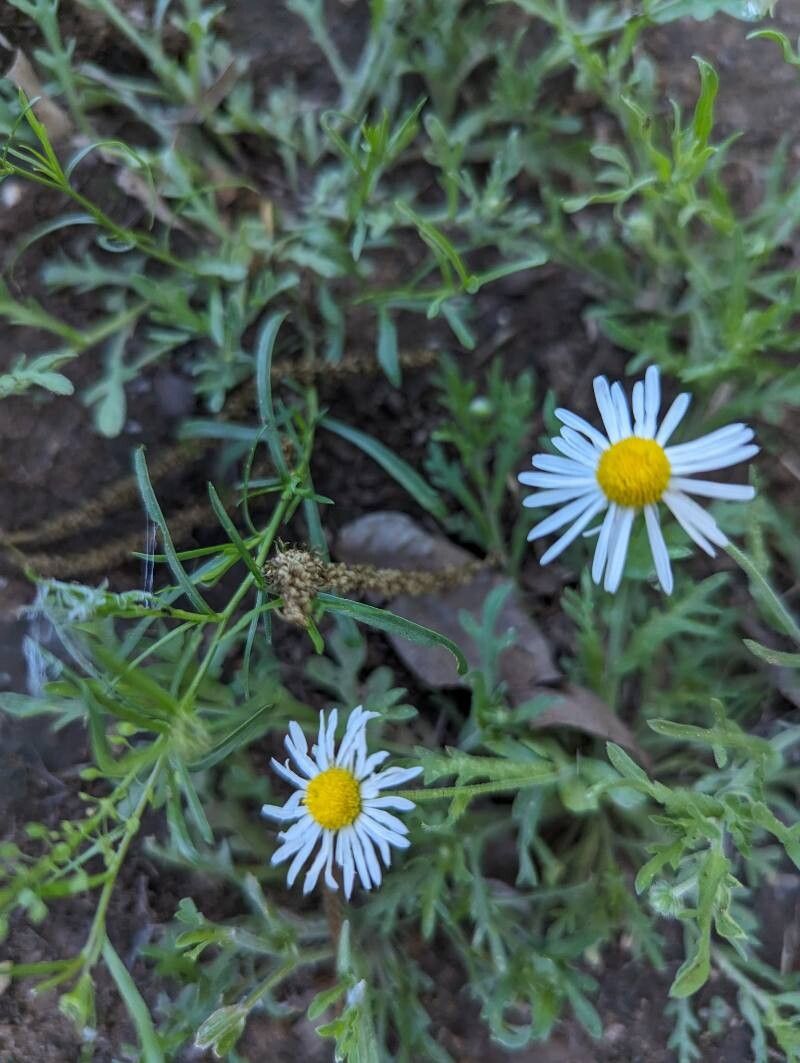 Aphanostephus pilosus — related species from the same genus