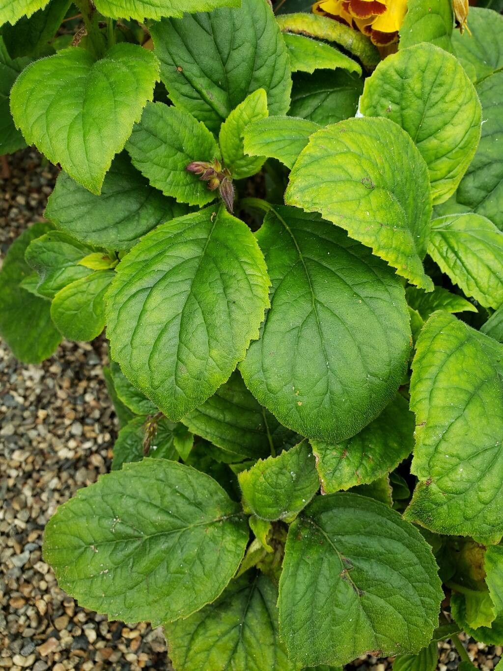 Titanotrichum oldhamii leaf