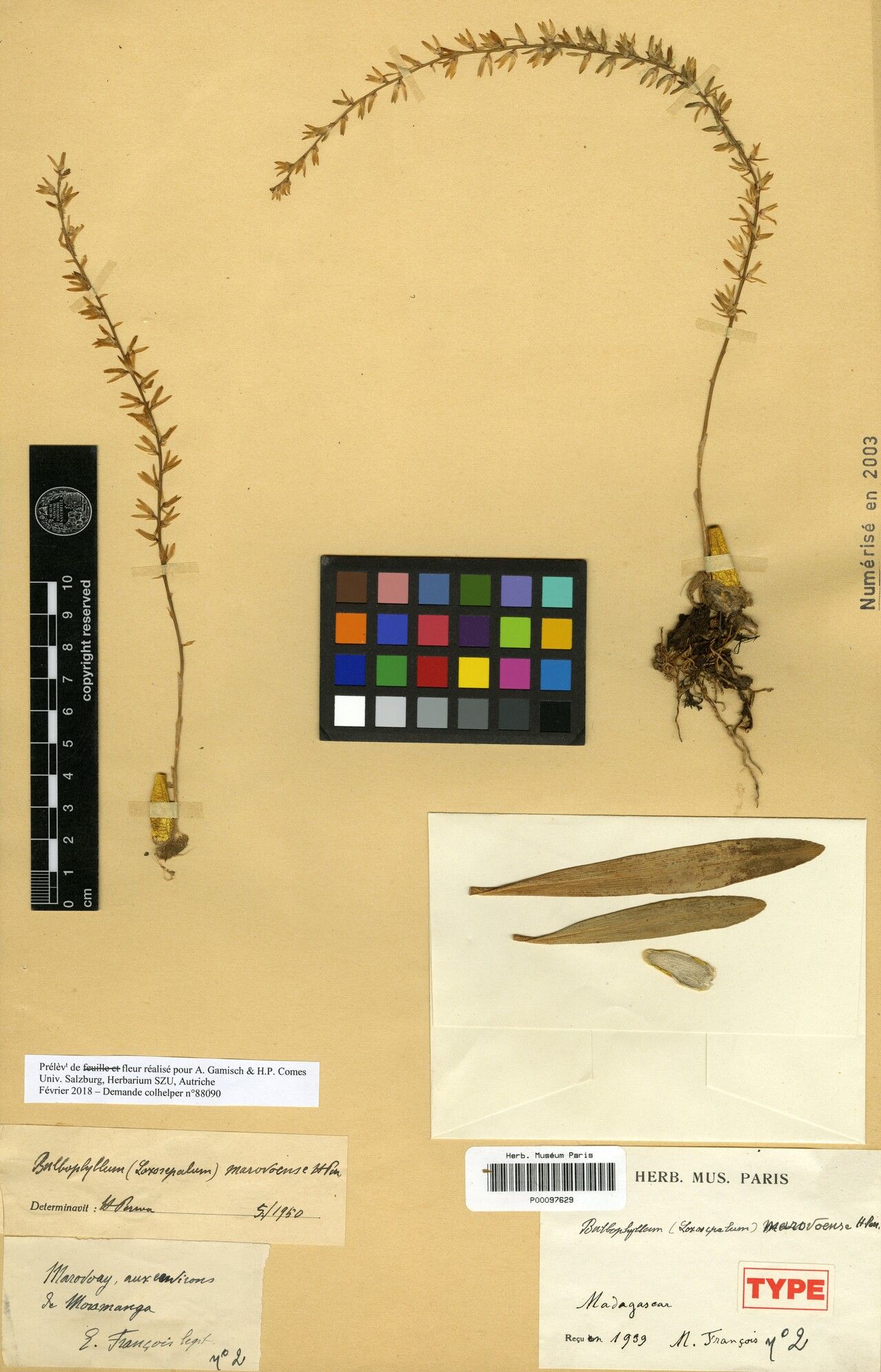 Bulbophyllum marovoense — houseplant care guide