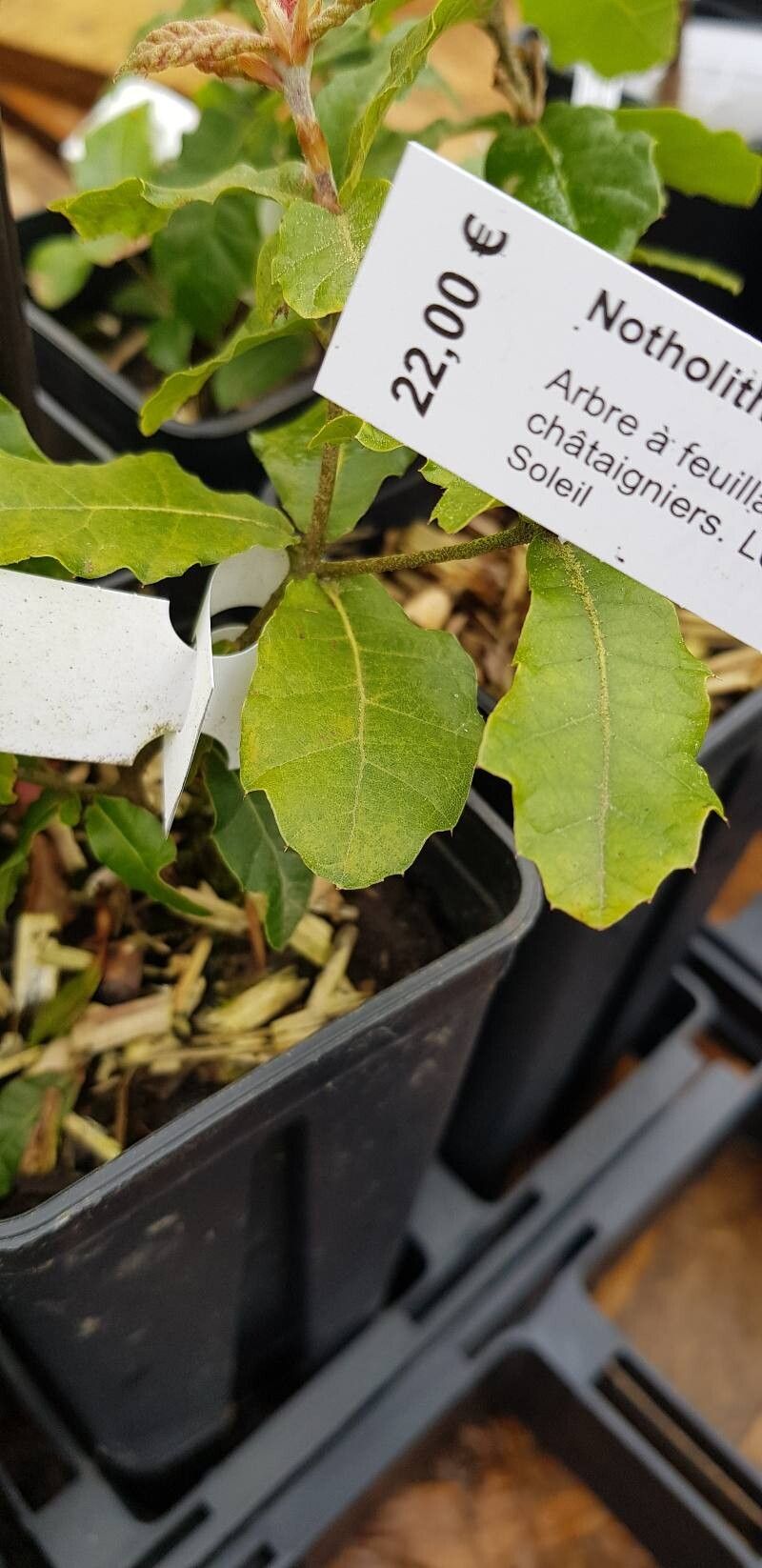 Quercus hirtifolia leaf