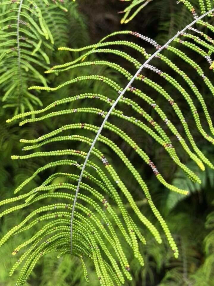 Gleichenia dicarpa — houseplant care guide