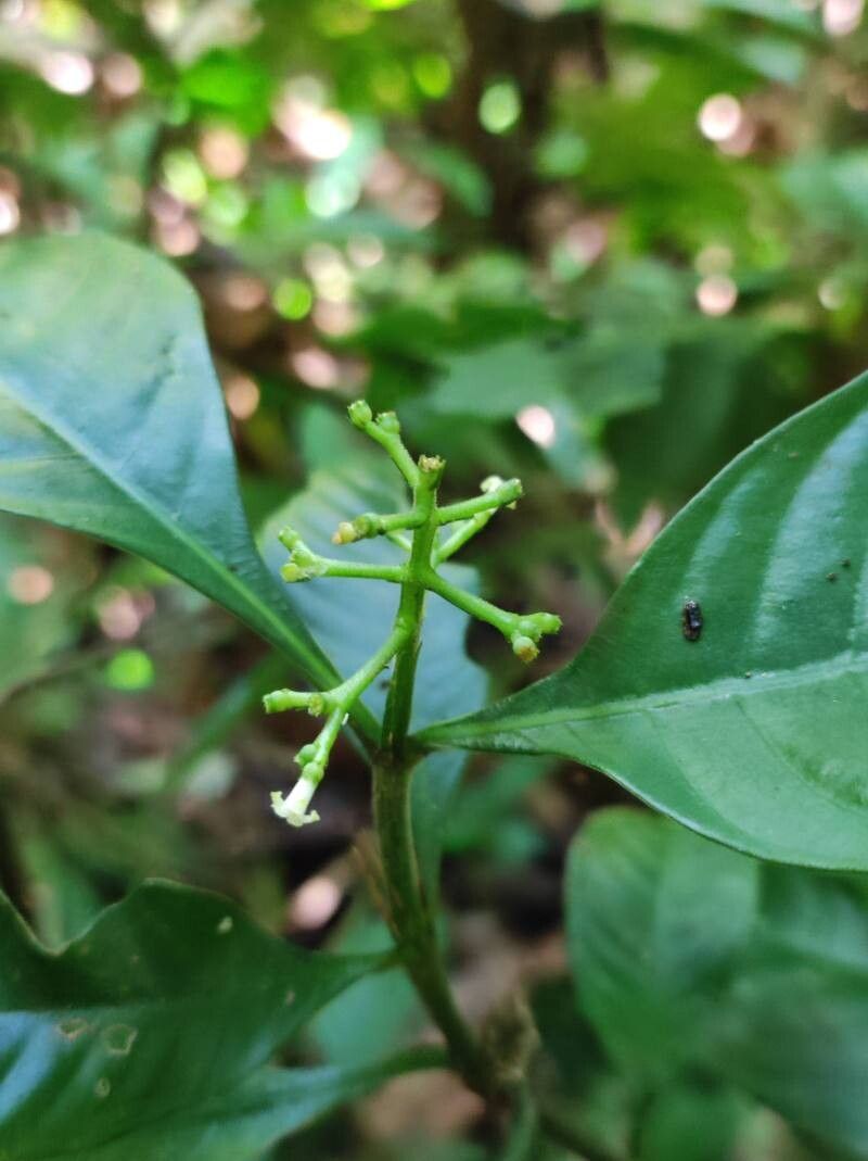 Palicourea racemosa flower