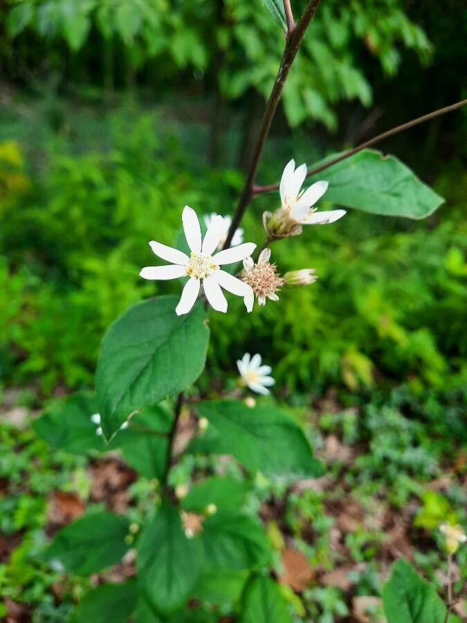 Doellingeria infirma flower