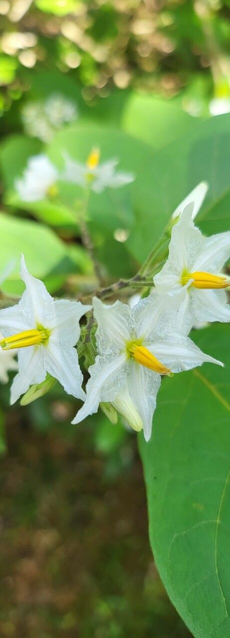 Solanum robustum flower