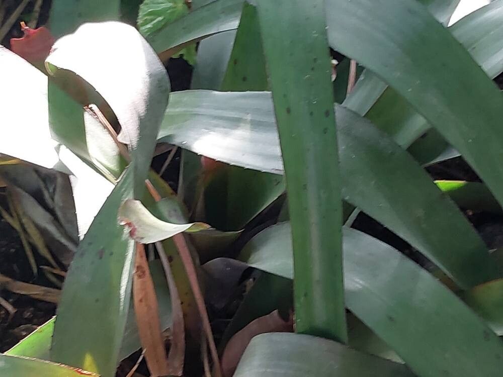 Neoregelia coriacea leaf