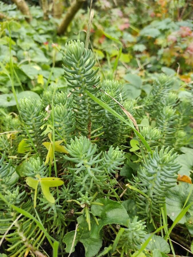 Sedum rupestre leaf