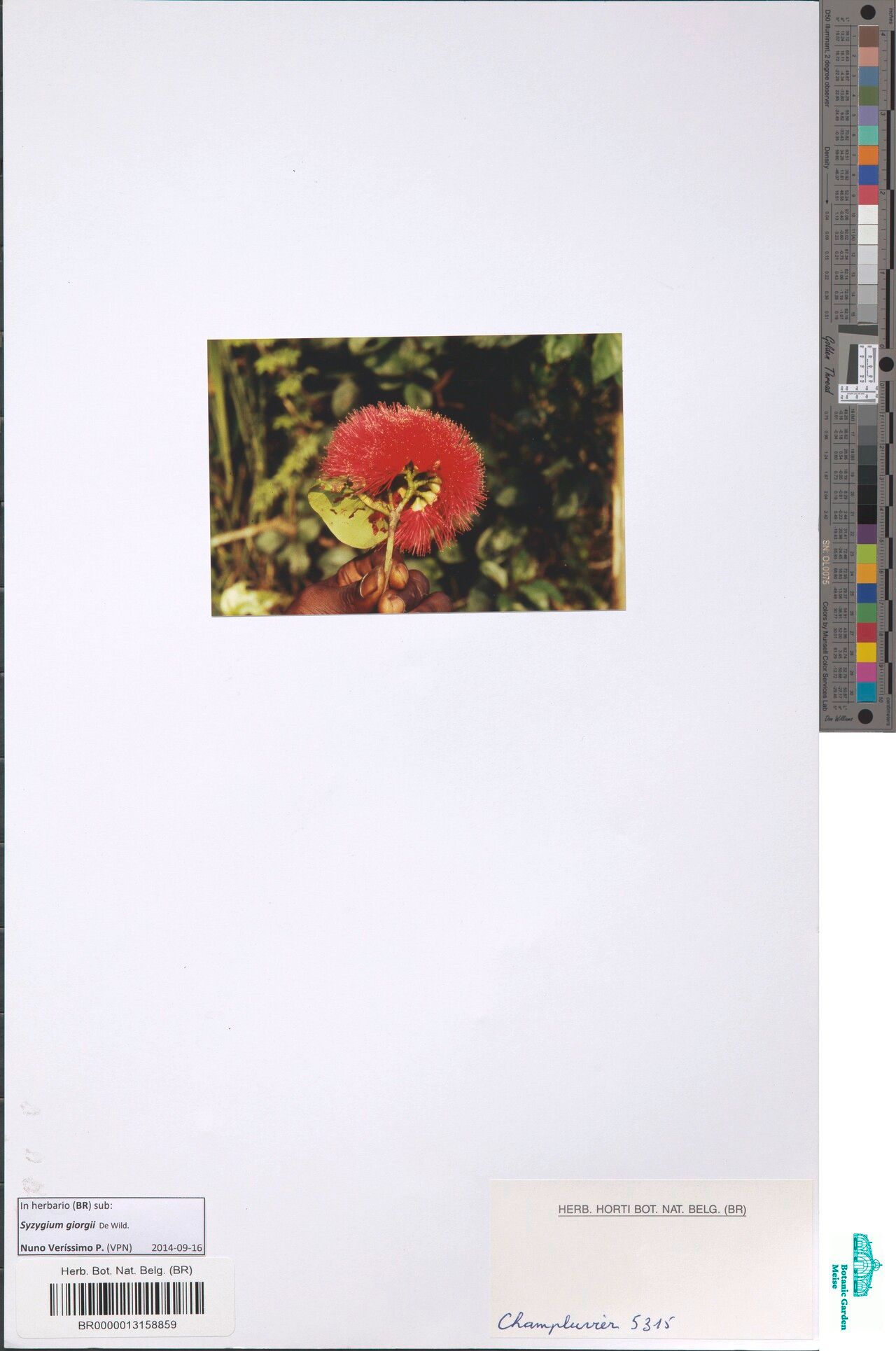 Syzygium giorgii — houseplant care guide