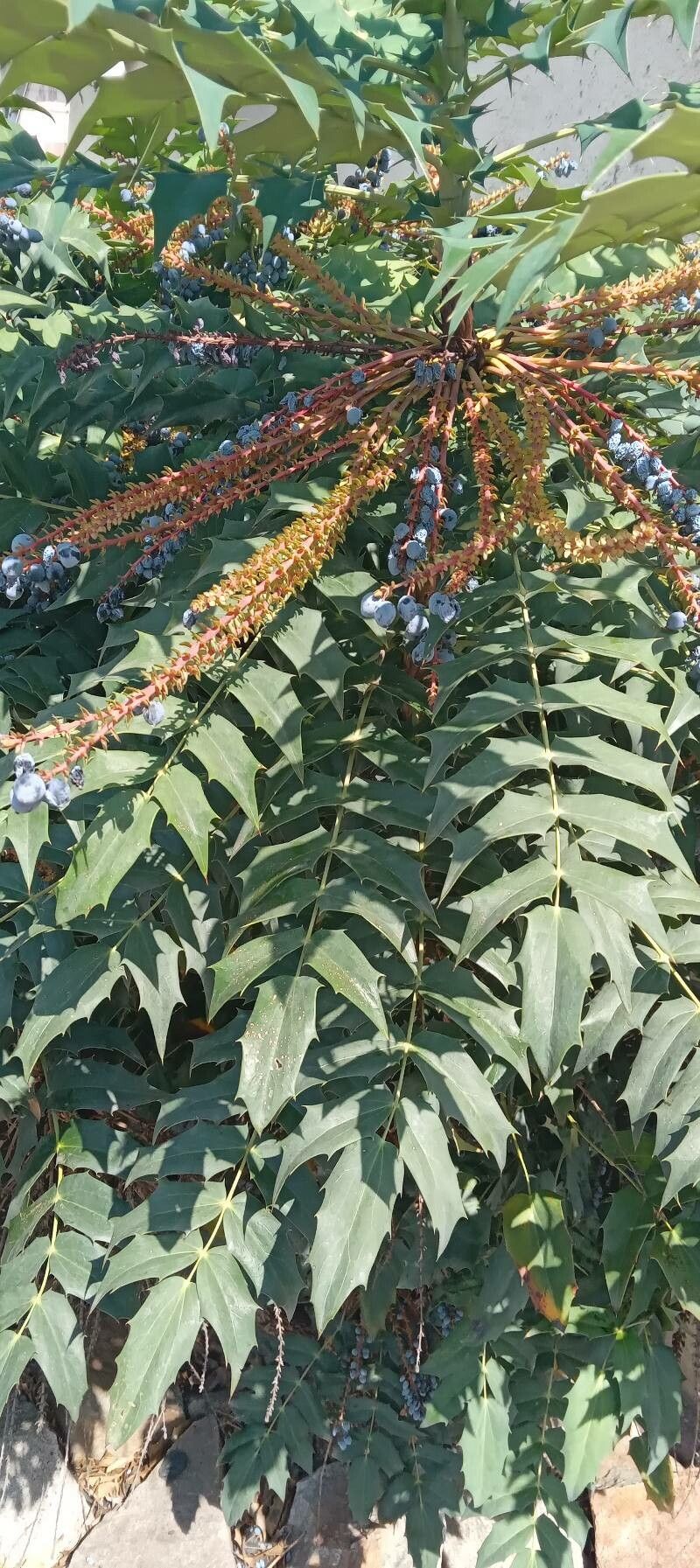 Berberis japonica — search result for 'Mahonia'