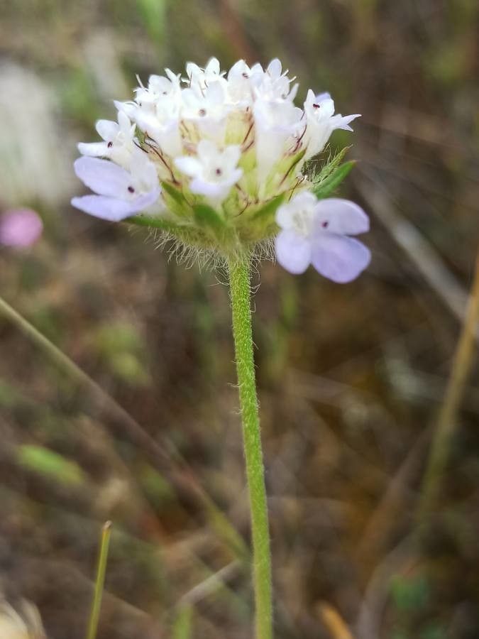 Lomelosia simplex flower