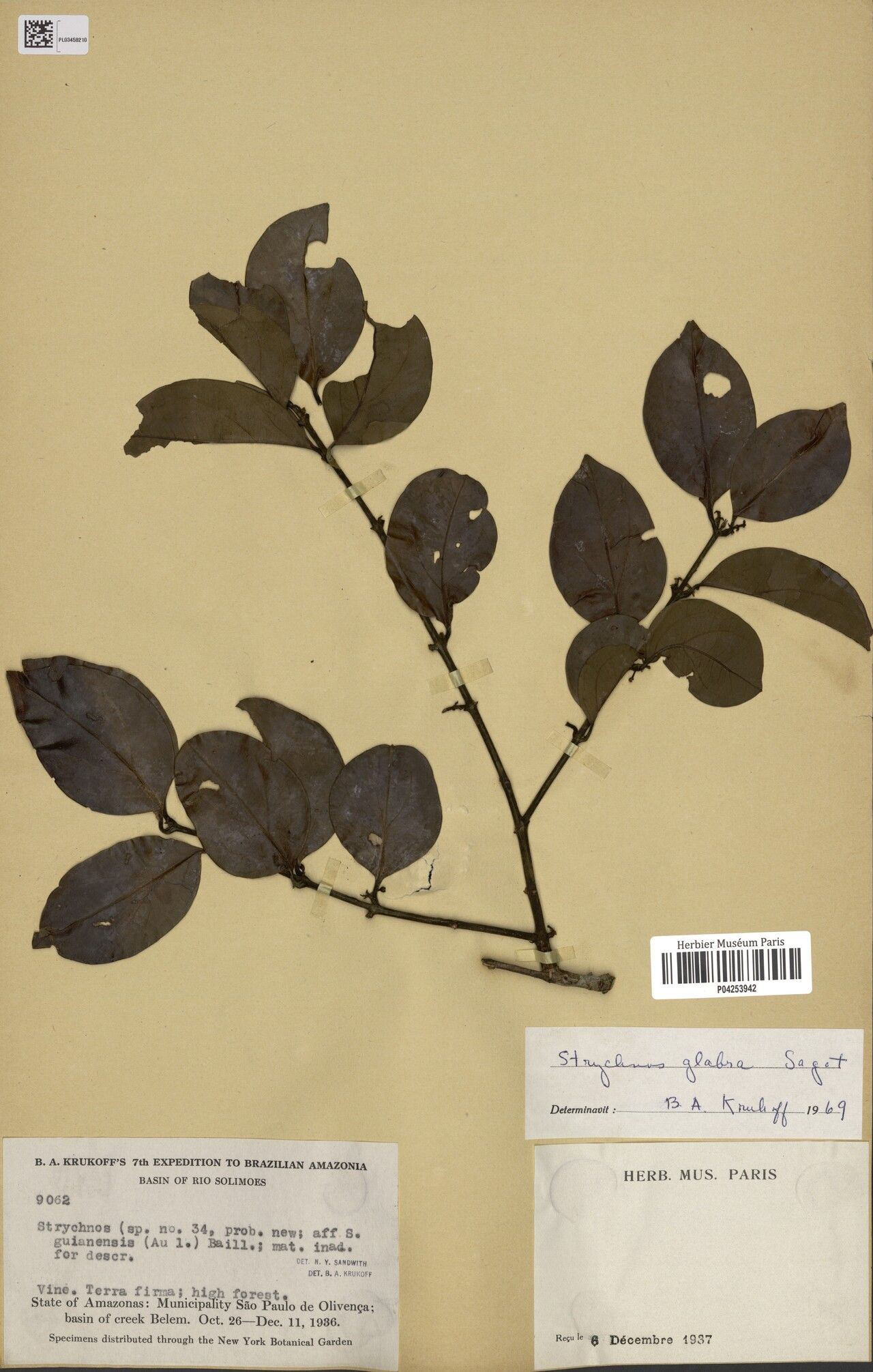 Strychnos glabra leaf