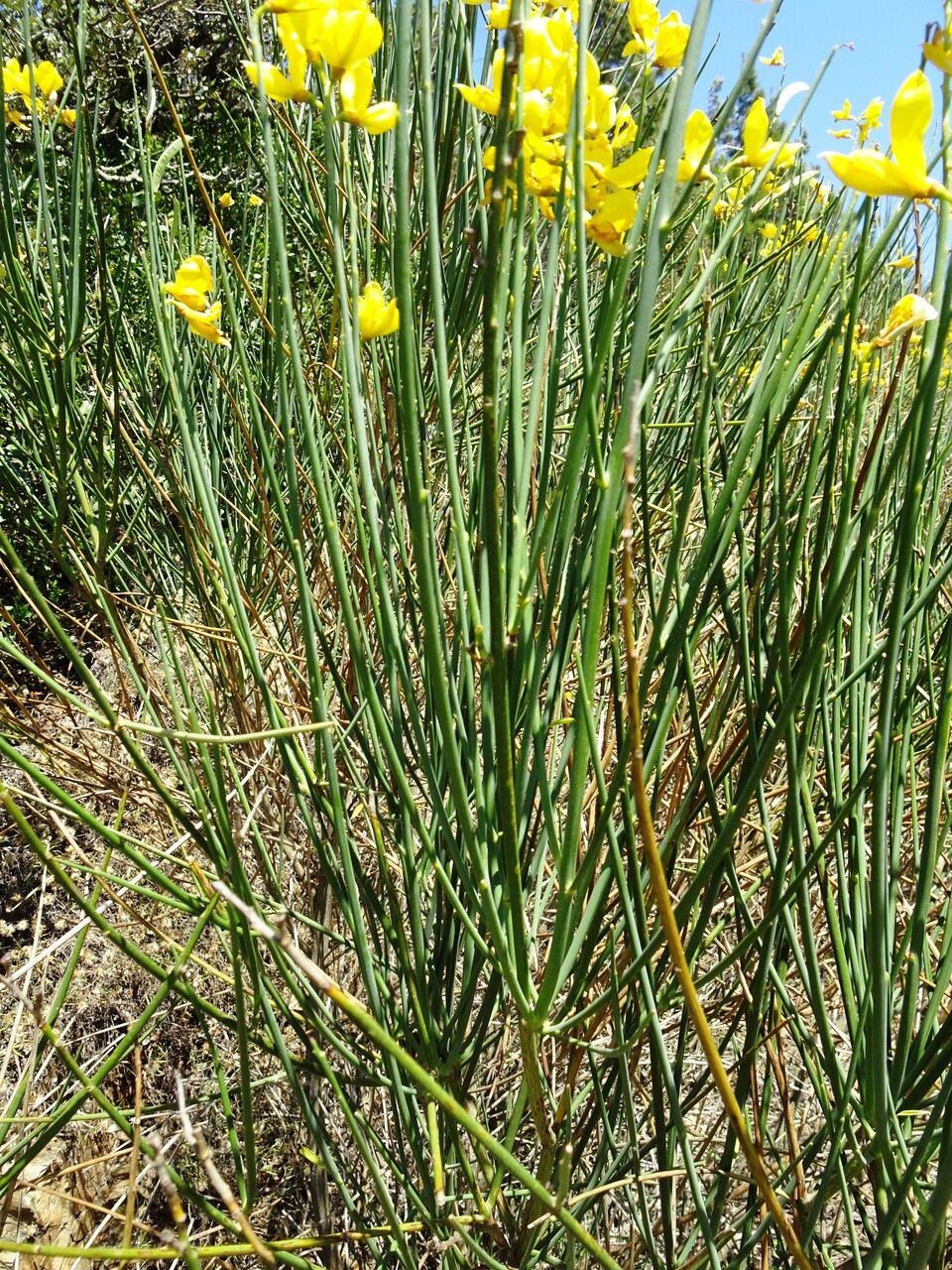 Spartium junceum — search result for 'Retama'