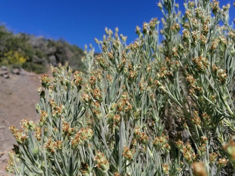 Plantago webbii habit