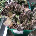 Adromischus maculatus