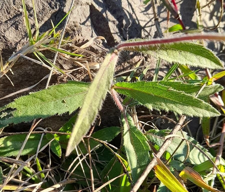 Aspilia pascalioides leaf
