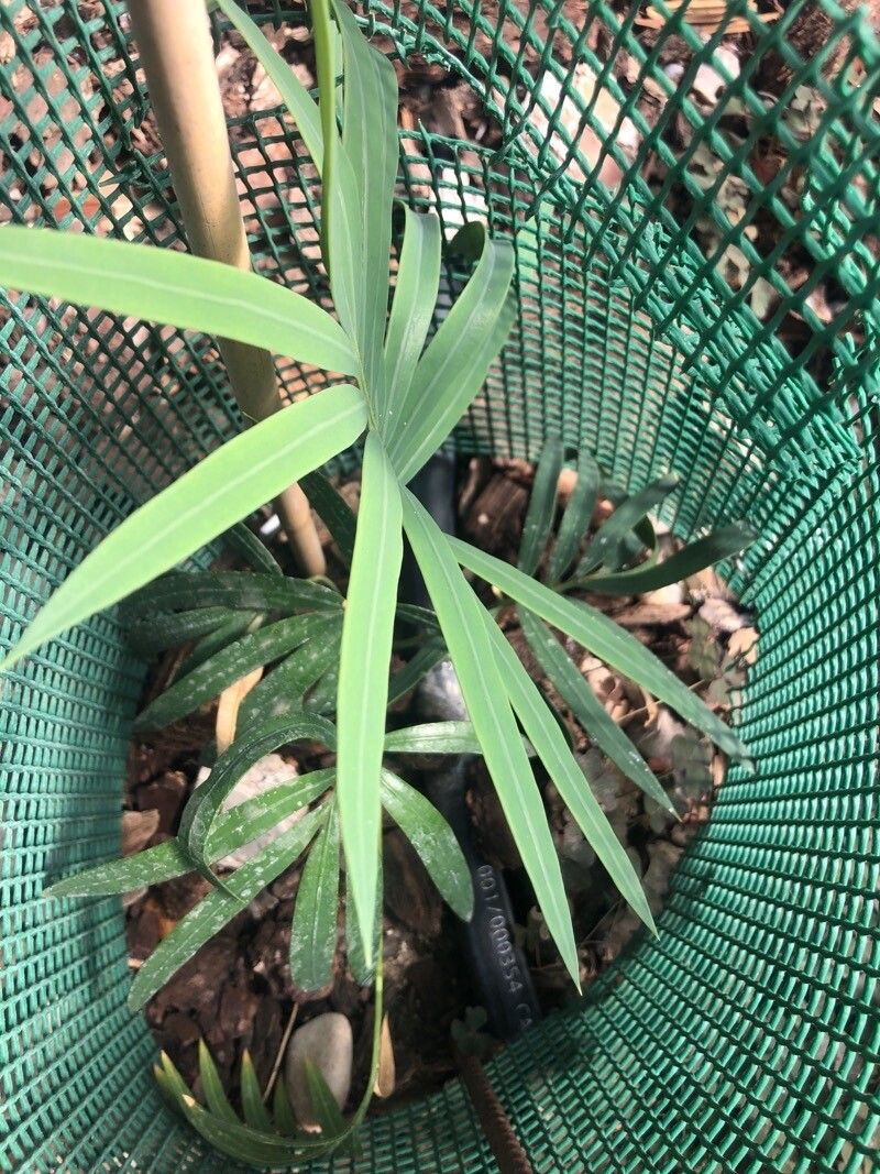 Cycas sexseminifera — search result for 'Cycas'