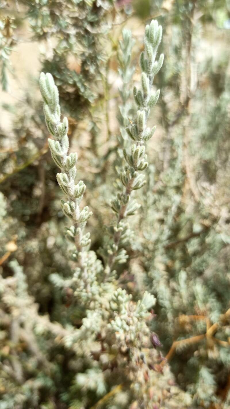 Rosmarinus tomentosus leaf