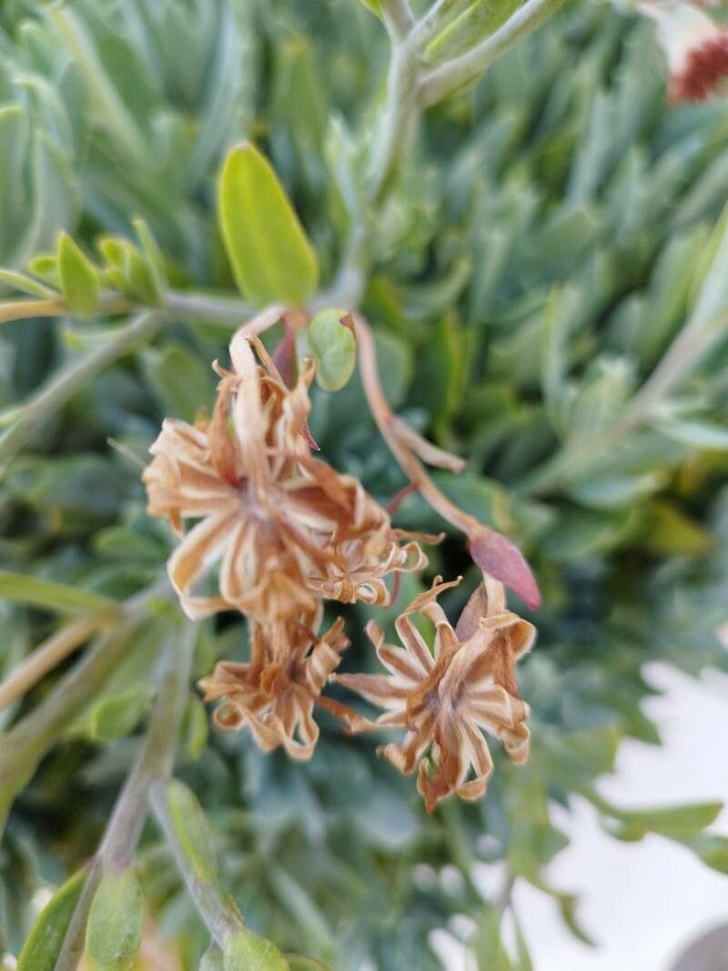 Kleinia fulgens fruit