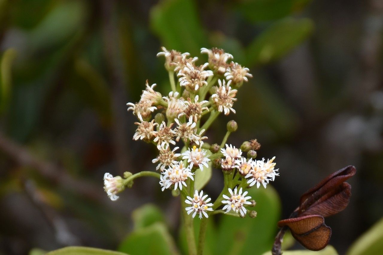 Psiadia terebinthina flower
