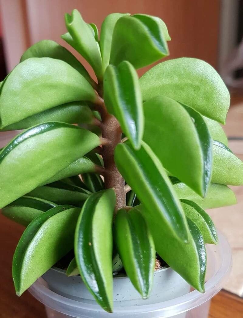 Peperomia dolabriformis leaf