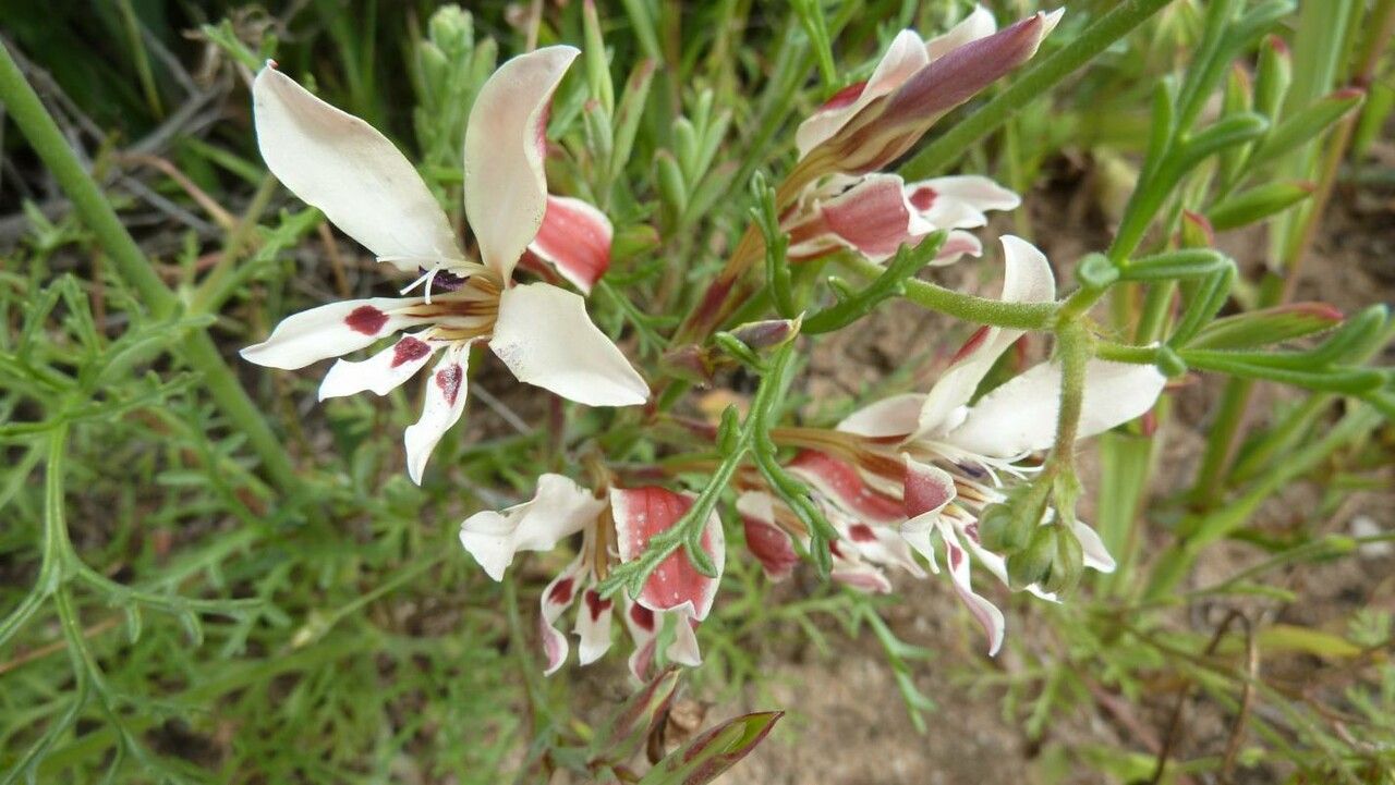 Menodora heterophylla — clay tolerant houseplant