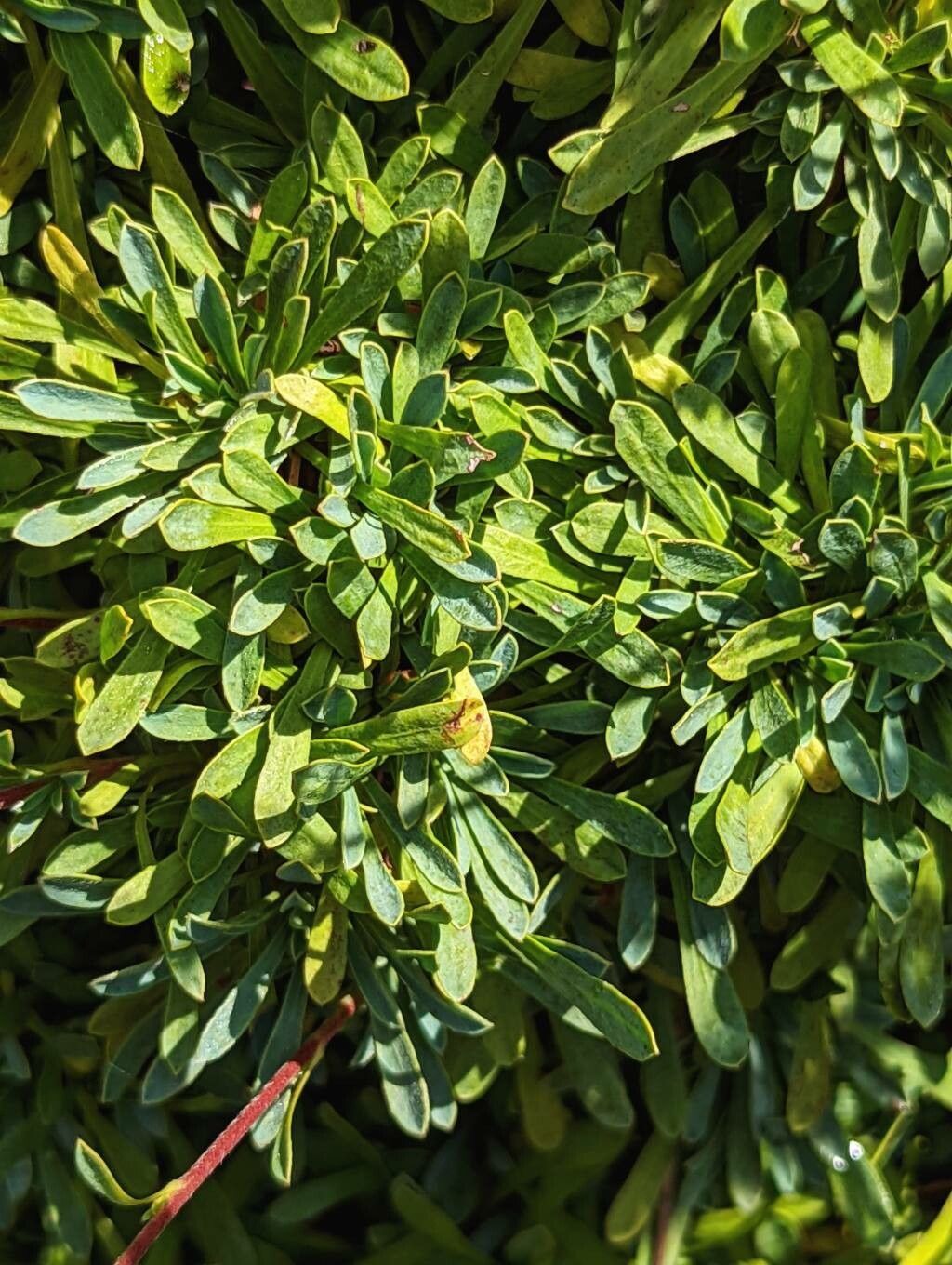 Petrophytum caespitosum leaf