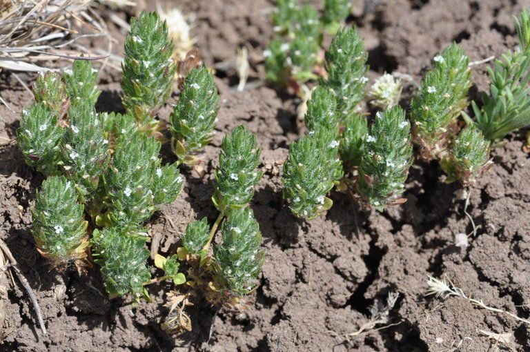 Pogogyne floribunda — houseplant care guide