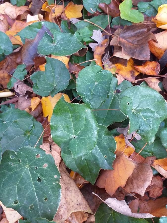 Epimedium pinnatum habit