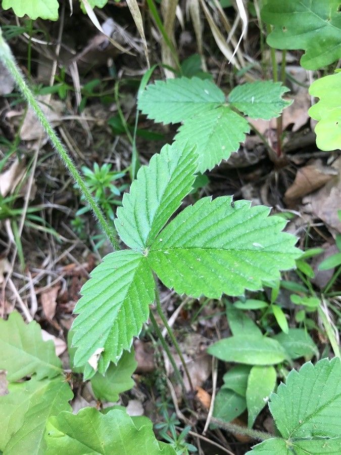 Fragaria moschata