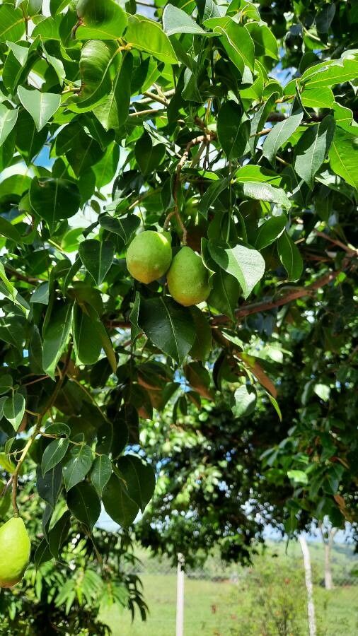 Spondias tuberosa fruit