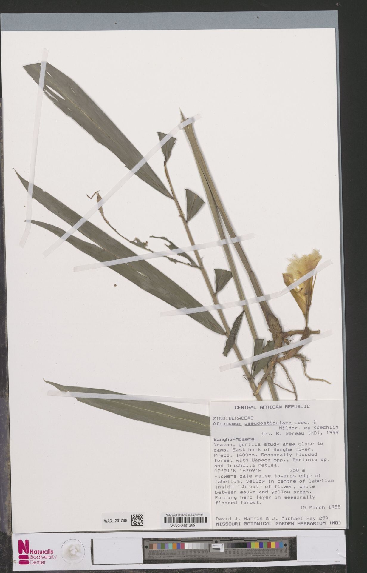 Aframomum pseudostipulare — houseplant care guide