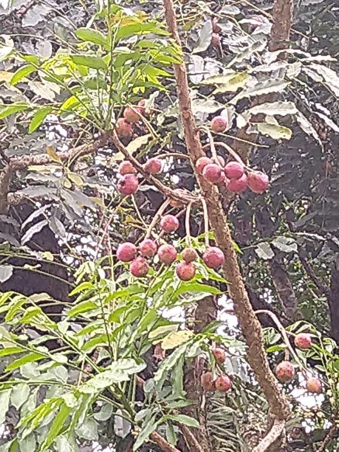 Ekebergia capensis fruit