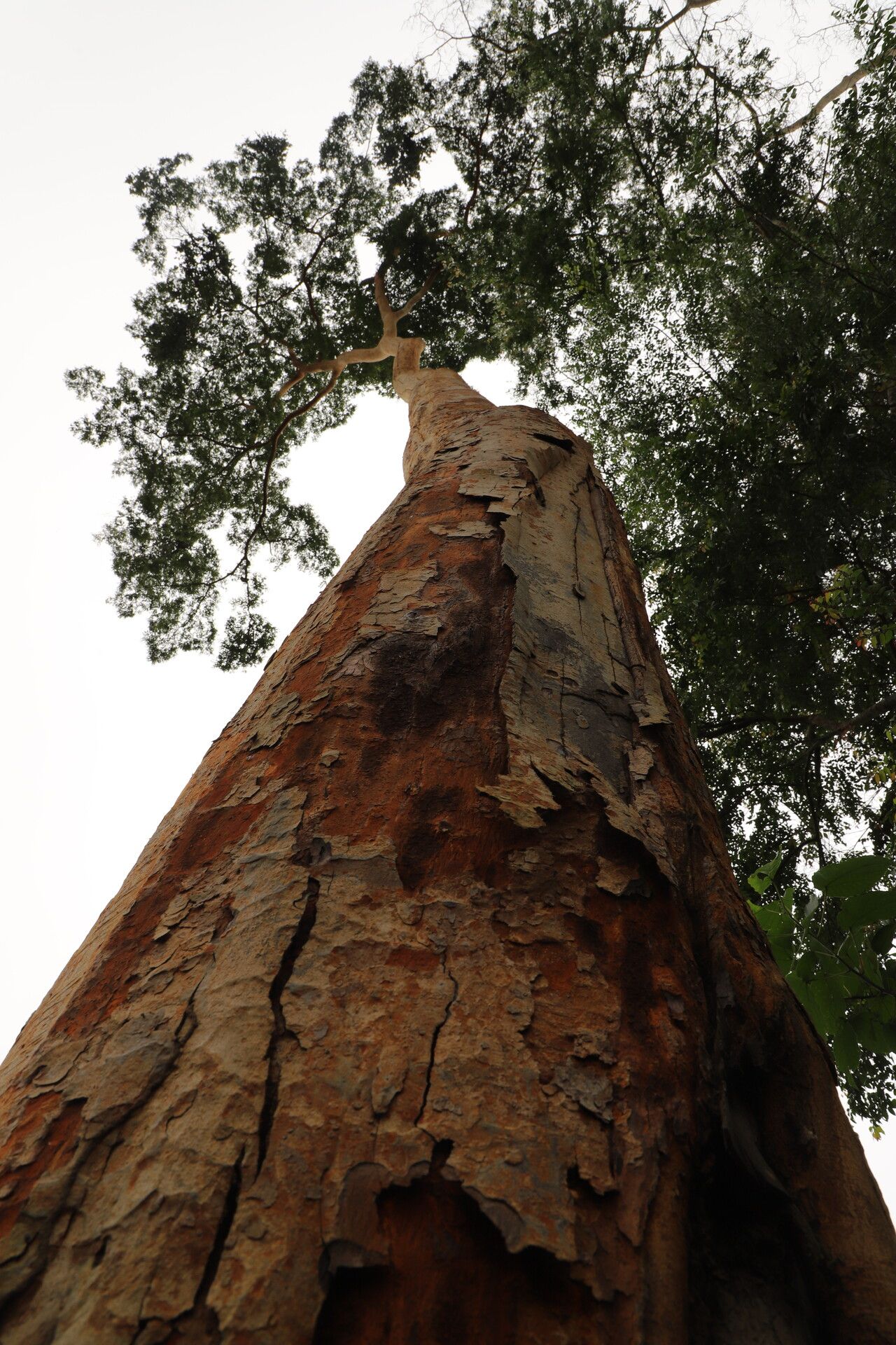 Guibourtia arnoldiana bark