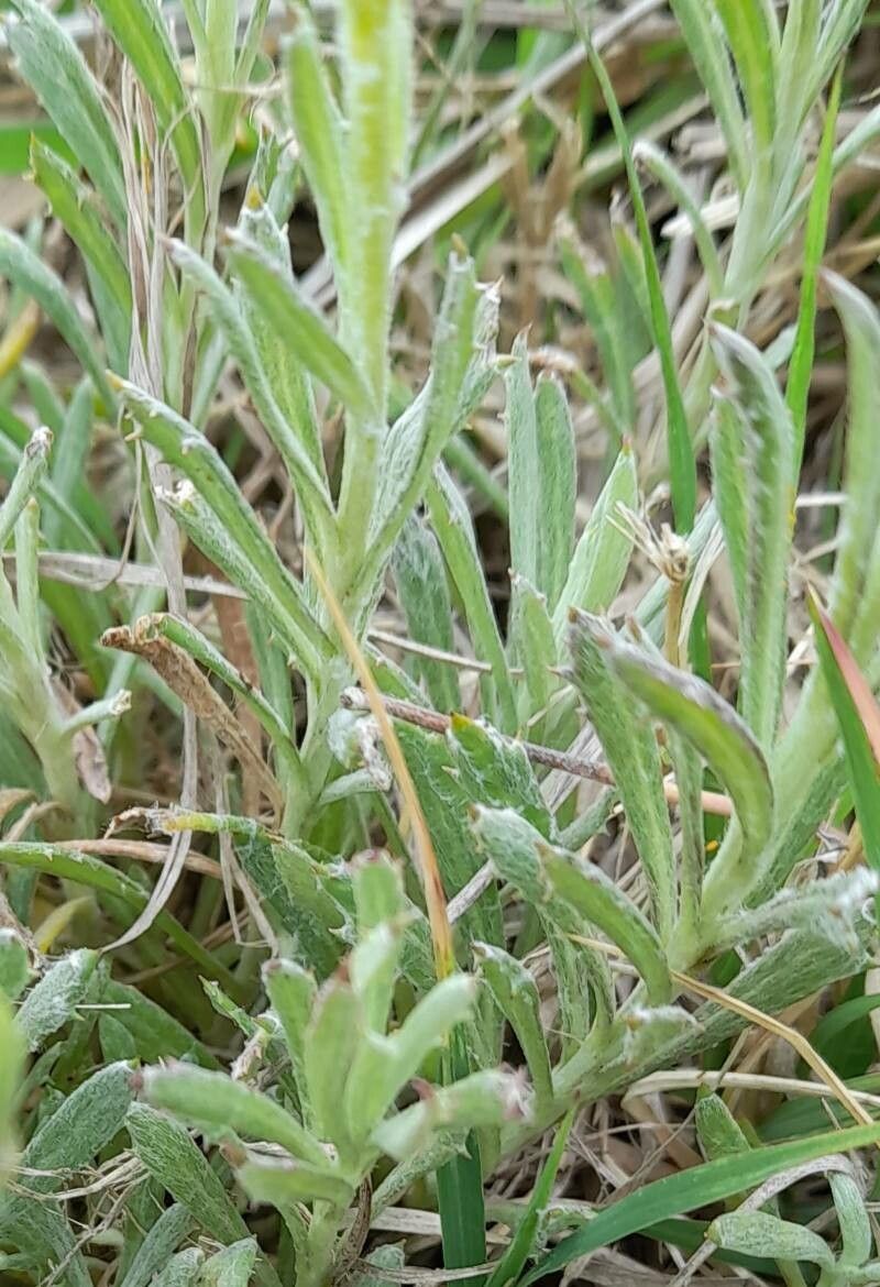 Senecio ceratophylloides leaf