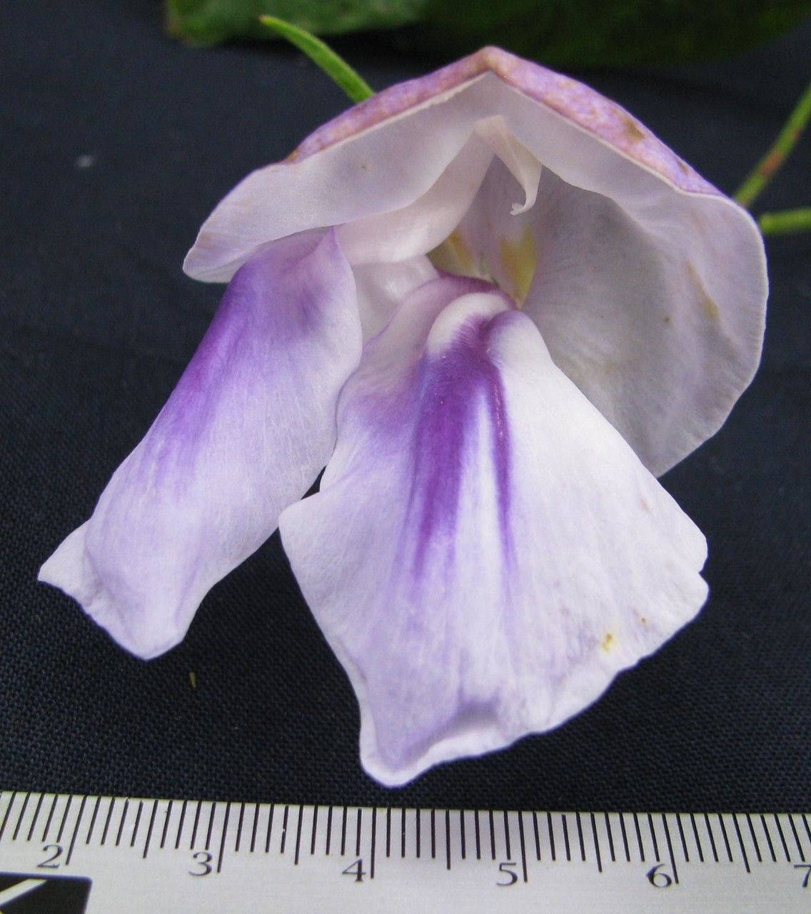 Vigna candida — search result for 'Vigna'